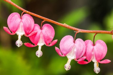 Pembe Kalp çiçekler Dicentra spectabilis veya Lamprocapnos spectabilis kanama