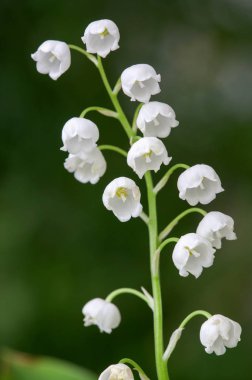 çiçek açan lily vadi bahar bahçe sığ odak