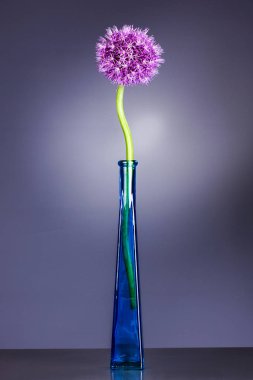 Tek allium çiçek vazoda mor bir arka plan üzerinde parlak mor kafa ile