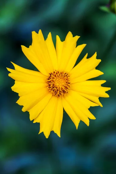 Luminoso fiore giallo nel giardino su sfondo verde . — Foto Stock