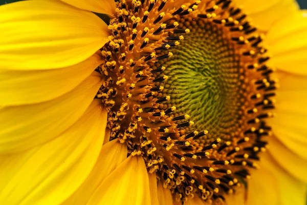 Yellow Decorative Sunflowers close up shot