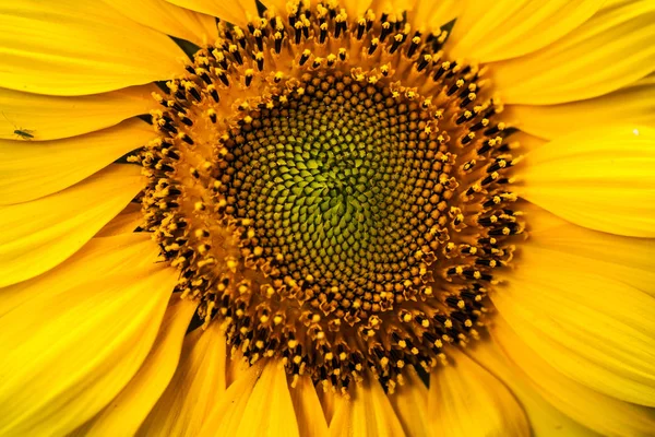 Yellow Decorative Sunflowers close up shot