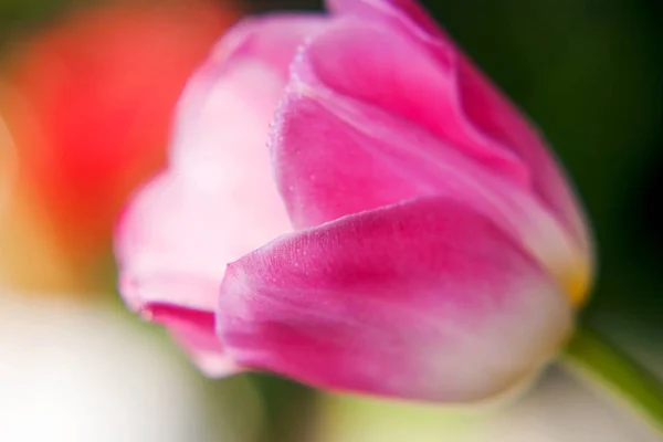 Закрыть красивый розовый и белый цветок тюльпана — стоковое фото