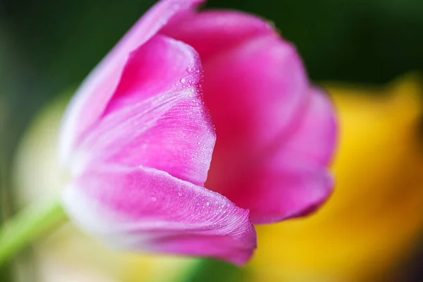 Close up of beautiful pink and white tulip flower — Stock Photo, Image