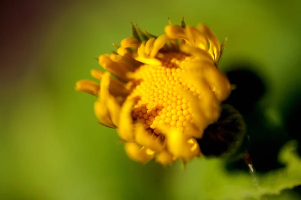 Fiore giallo di un girasole decorativo Helinthus — Foto Stock