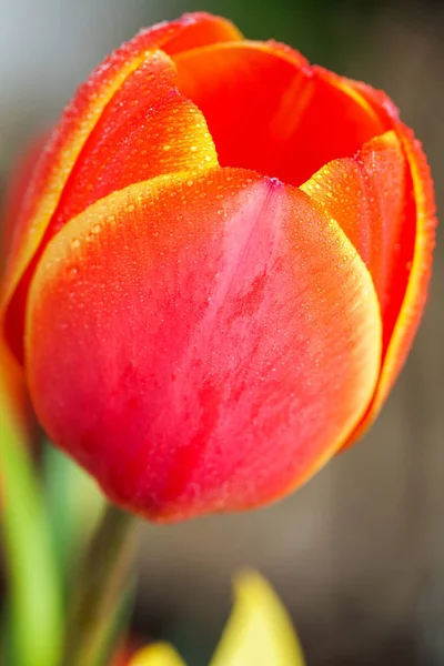 Tulipes rouges en fleurs avec bords jaunes sur fond de jardin — Photo