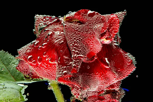 Red Rose. Close-up beeld geïsoleerd op zwarte achtergrond — Stockfoto