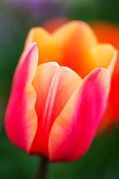 Superbes tulipes roses fleuries aux bords jaunes sur fond de jardin — Photo