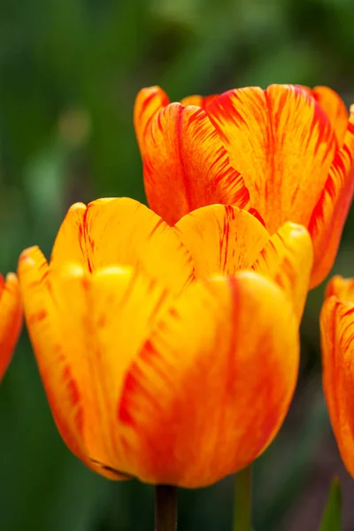 Красный оранжевый цветок — стоковое фото