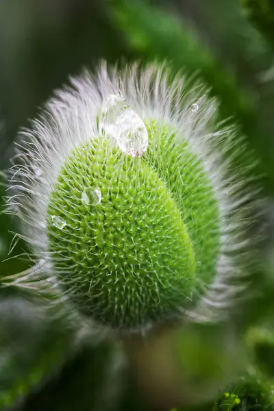 ガーデンの毛深い緑ポピー芽現象の背景 — ストック写真