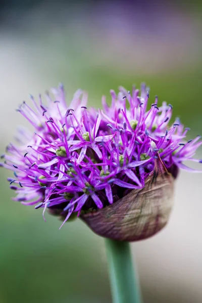 Allium Çiçek Bahçe bir arka plan üzerinde parlak mor kafa ile — Stok fotoğraf
