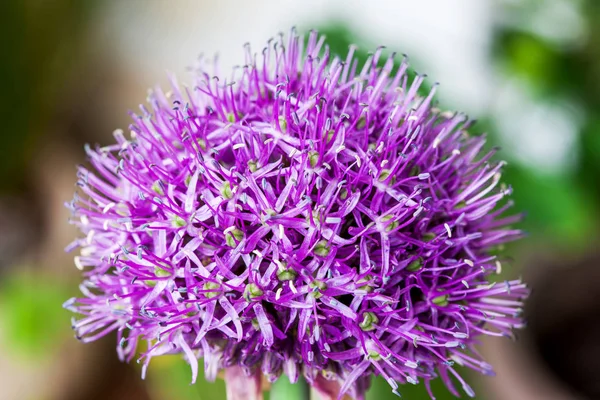 Singolo fiore di allium con brillante testa viola su sfondo giardino — Foto Stock