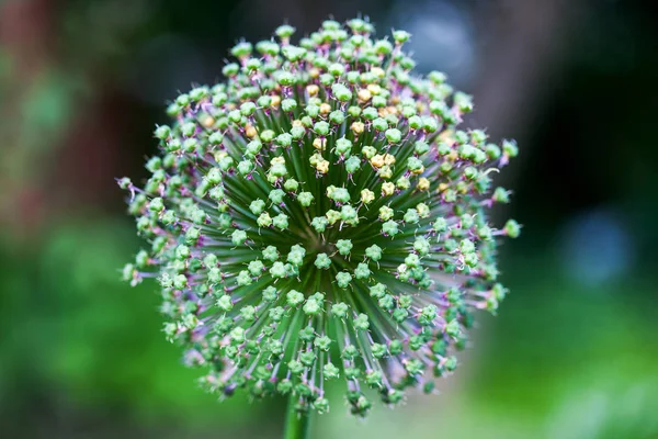 Singolo fiore di allium con testa bianca — Foto Stock