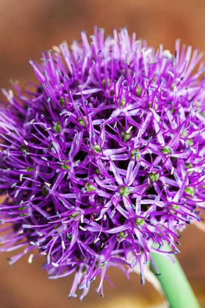 Enda allium blomma med ljust violett head — Stockfoto