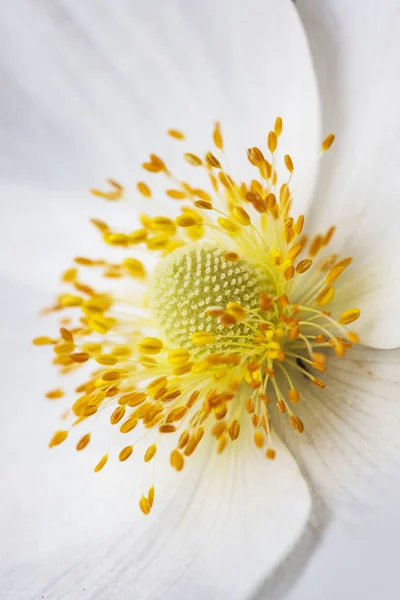 Beyaz anemon çiçeği makro çekirdek, arka plan. — Stok fotoğraf