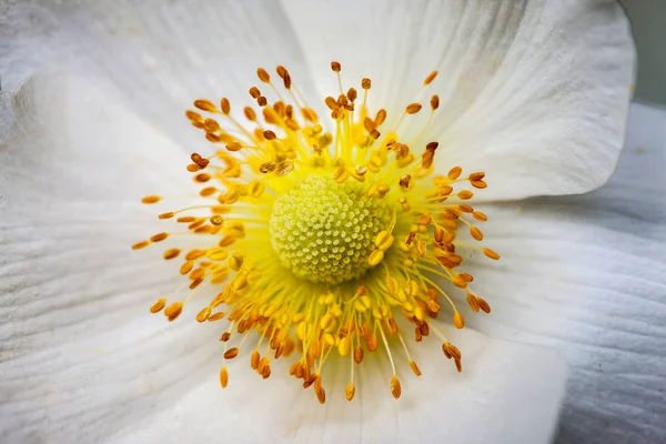 White anemone flower macro core, background. — Stock Photo, Image