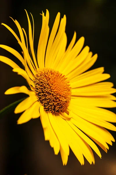 Luminoso fiore margherita giallo isolato su sfondo scuro — Foto Stock