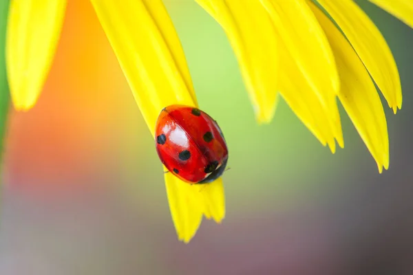 Der Marienkäfer sitzt auf einem gelben Blütenblatt — Stockfoto