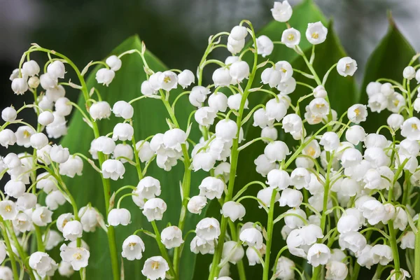 Giglio fiorito della valle nel giardino primaverile con attenzione superficiale — Foto Stock