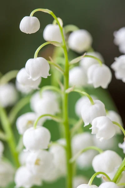 Giglio fiorito della valle nel giardino primaverile con attenzione superficiale — Foto Stock