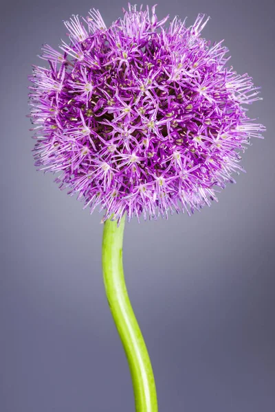 単一ネギ パーピュア背景に明るい紫の頭花 — ストック写真