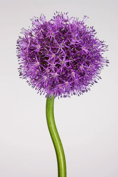 Singolo fiore di allium con brillante testa viola su sfondo bianco — Foto Stock