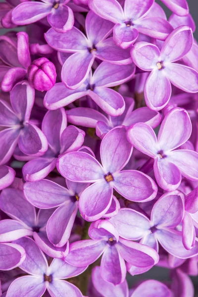 Macro image de printemps lilas fleurs violettes, fond floral doux abstrait — Photo