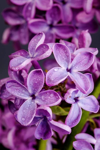 Macro imagen de flores violetas lila primavera, fondo floral suave abstracto — Foto de Stock