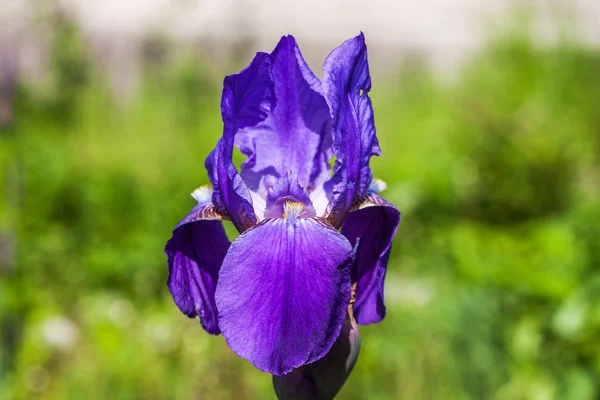 Purple Iris flower aka Flag - isolated over garden background — Stock Photo, Image
