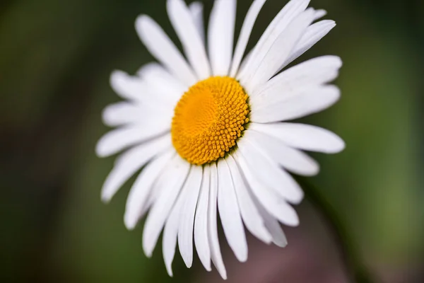 Bella camomilla fiore isolato su sfondo giardino . — Foto Stock