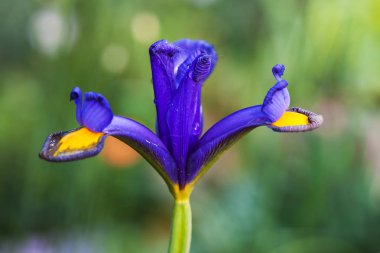 Mor Iris çiçek aka bayrak - Bahçe arka plan üzerinde izole