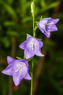 Mor ihale bluebells Çiçek Bahçe zemin üzerine