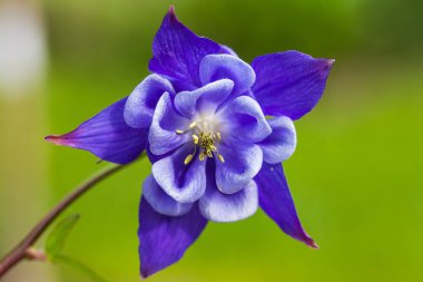 Mavi columbine aquilegia çiçeği Aspen orman katta büyüyen yakın çekim