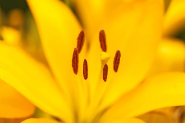 Pistil ve sarı zambak içinde stamens görünümünü kapat.