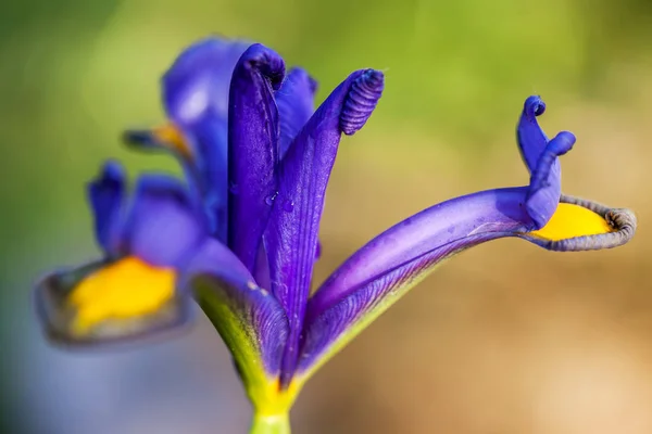 Purple Iris flower aka Flag - isolated over garden background — Stock Photo, Image