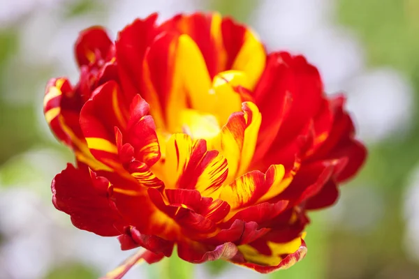 Güzel çiçek Bahçe zemin üzerine Kırmızı Sarı Lale. Yakın çekim.