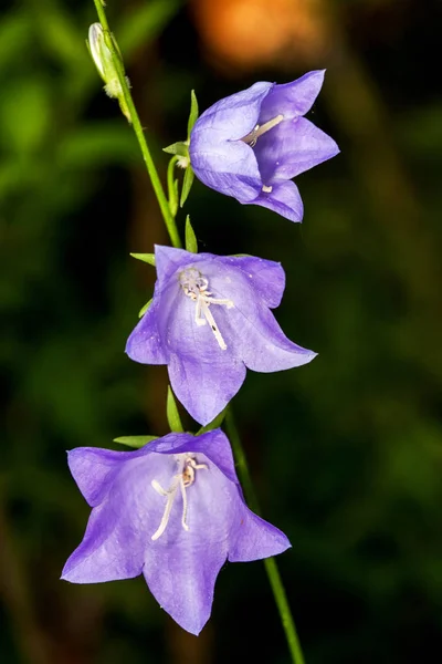 Kwiaty fioletowe bluebells przetargu na tle ogród — Zdjęcie stockowe