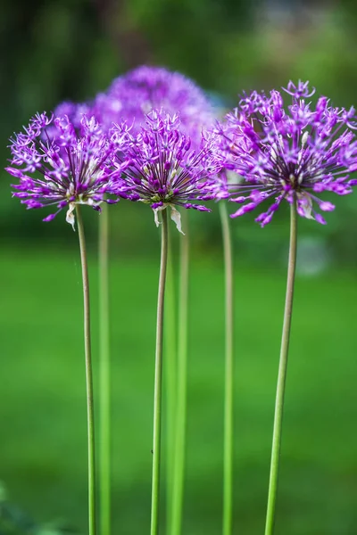 Singoli fiori di allium con testa viola brillante su uno sfondo di giardino — Foto Stock