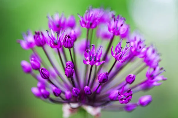 Enda allium blomma med ljust violett huvud på en trädgård bakgrund — Stockfoto