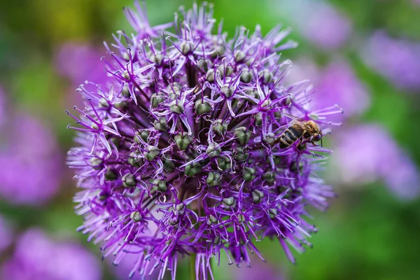 Enda allium blomma med ljust violett huvud på en trädgård bakgrund — Stockfoto