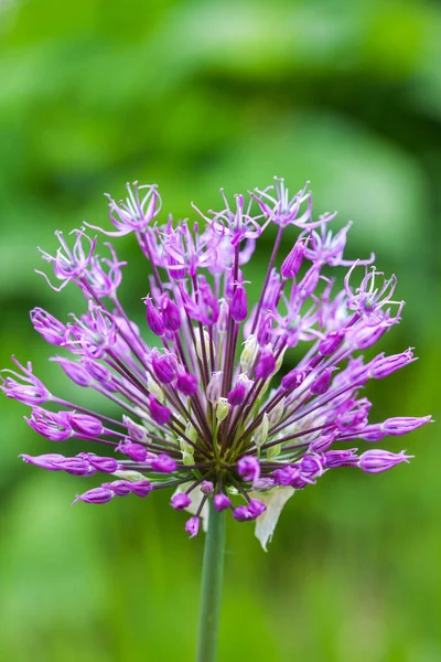 Одинарна квітка союзника з яскраво фіолетовою головою на садовому фоні — стокове фото