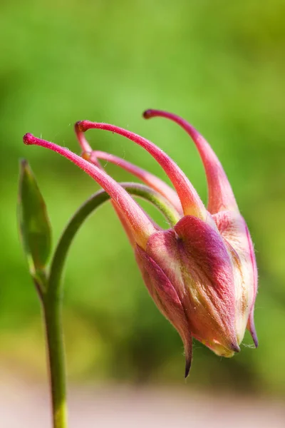 Makro ZAMKNIĘTA pączek kwiatu Orlik columbine, rosnące na piętro lasu Aspen — Zdjęcie stockowe