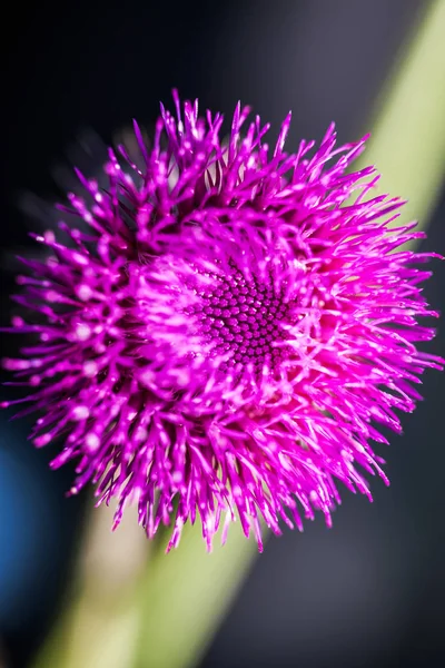 Gros plan sur la bardane fleurie Arctium lappa sur fond sombre . — Photo