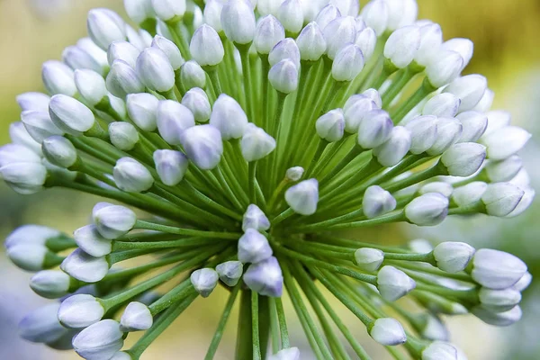 Enda allium blomma med vitt huvud på en trädgård bakgrund. Närbild — Stockfoto