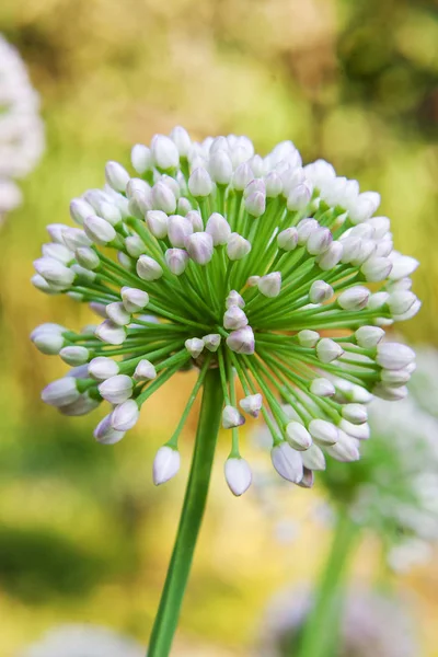 Flor de allium único com cabeça branca em um fundo de jardim — Fotografia de Stock