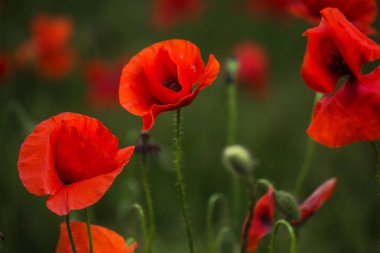 Yeşil çim sahada çiçeklenme Scarlet dönüştürülmesini anlatanlar gibi. Yakın çekim