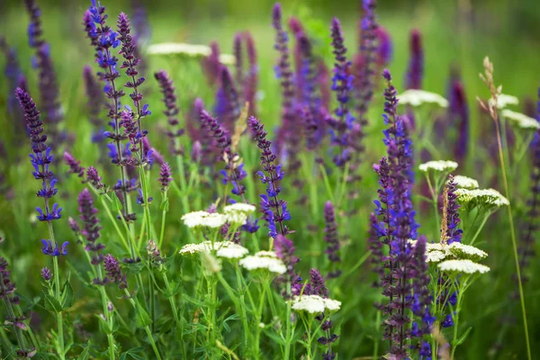 Fleurs sauvages violettes dans l'herbe — Photo