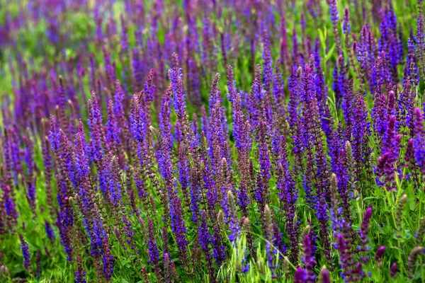 Flores salvajes púrpuras en la hierba — Foto de Stock