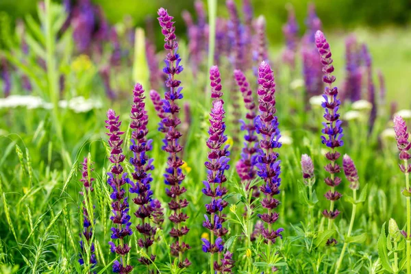 Flores salvajes púrpuras en la hierba — Foto de Stock