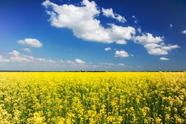 Kolza tohumu alan Brassica napus